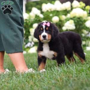 Marcy, Bernese Mountain Dog Puppy